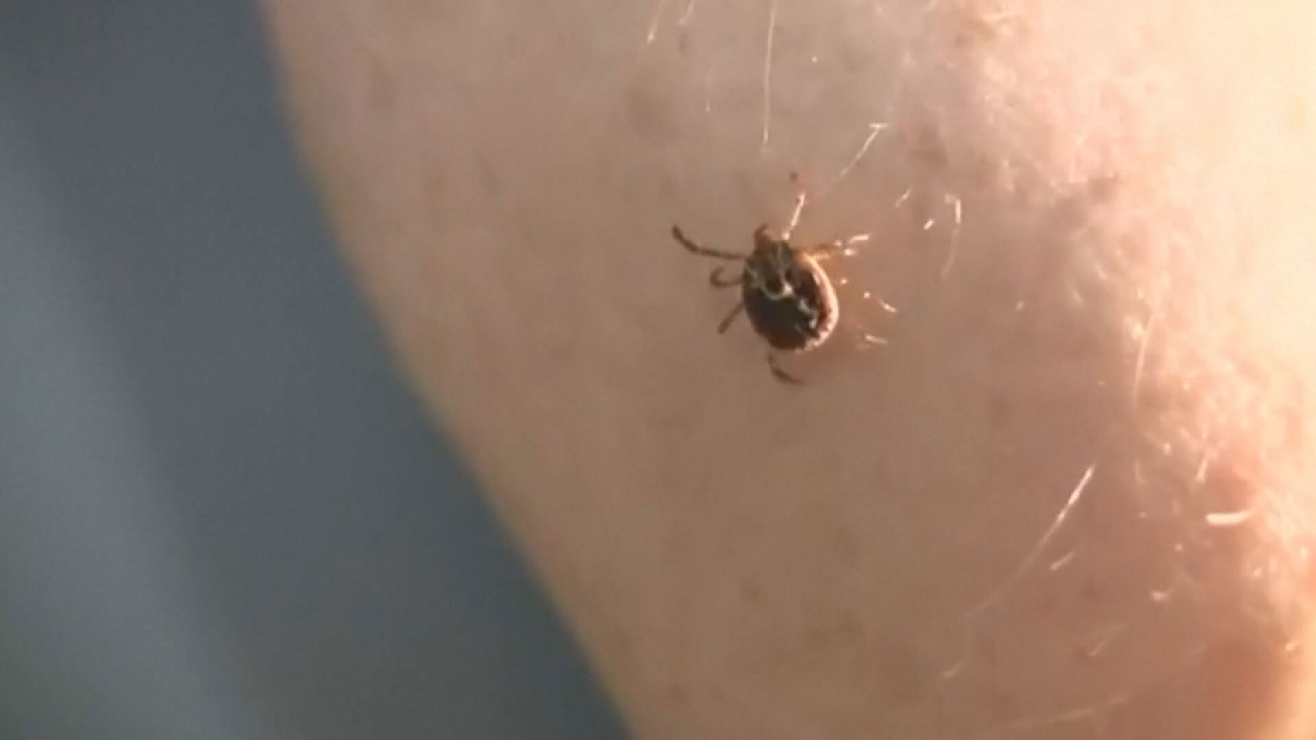 If you have plans to spend the evening outside you may want to check yourself for ticks.
