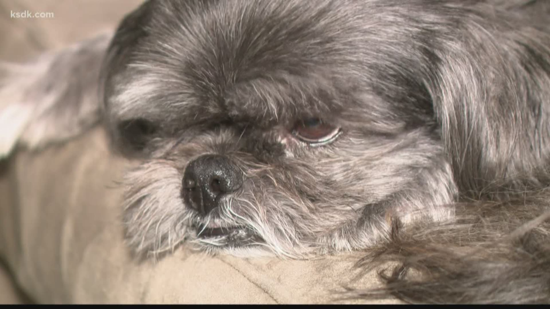 The Shih Tzu-mix named Stonewall Brown got its tail sucked up by the robot vacuum while taking a nap in the family’s home.