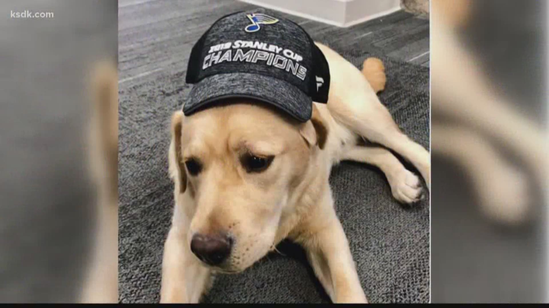 Barclay is the Stanley pup and the best team dog