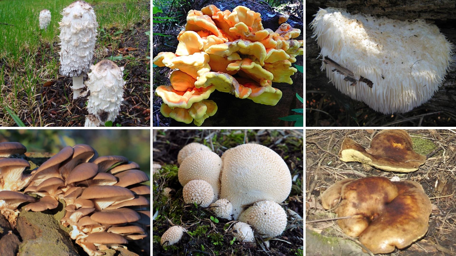 Missouri fall mushroom guide Edible - C00622fc Ece9 455e Ae07 26c68f581b49 1920x1080