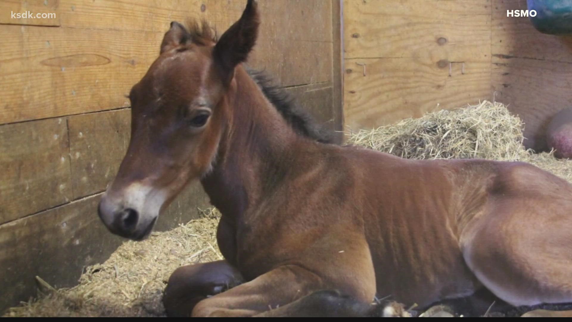 Vote to name the colt at Longmeadow Rescue Ranch 