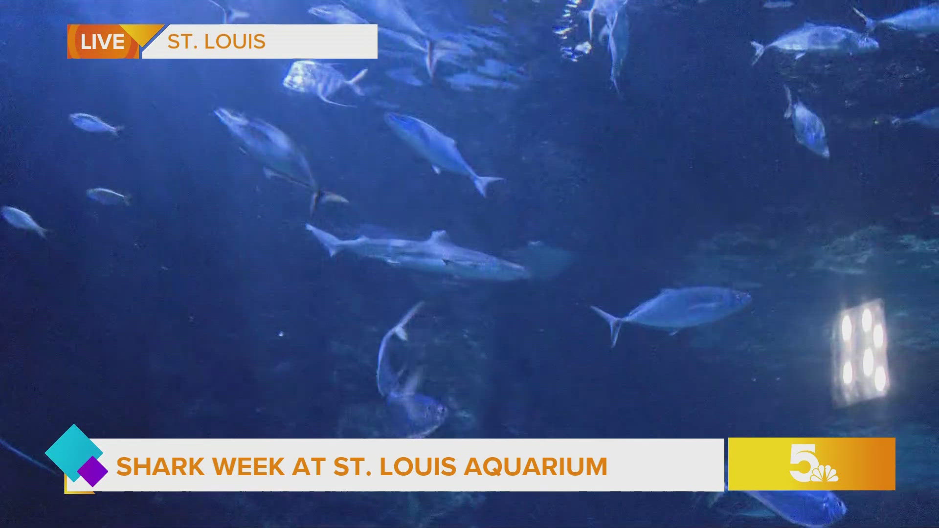 In honor of Shark Week, the St. Louis Aquarium provides interactive and educational opportunities for children to explore the deep sea and learn about sharks.