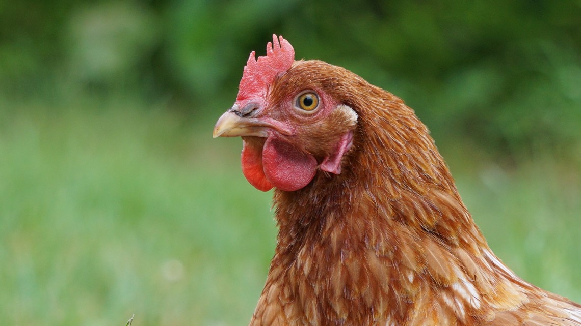 Bird flu confirmed in flock in Stoddard County, Missouri