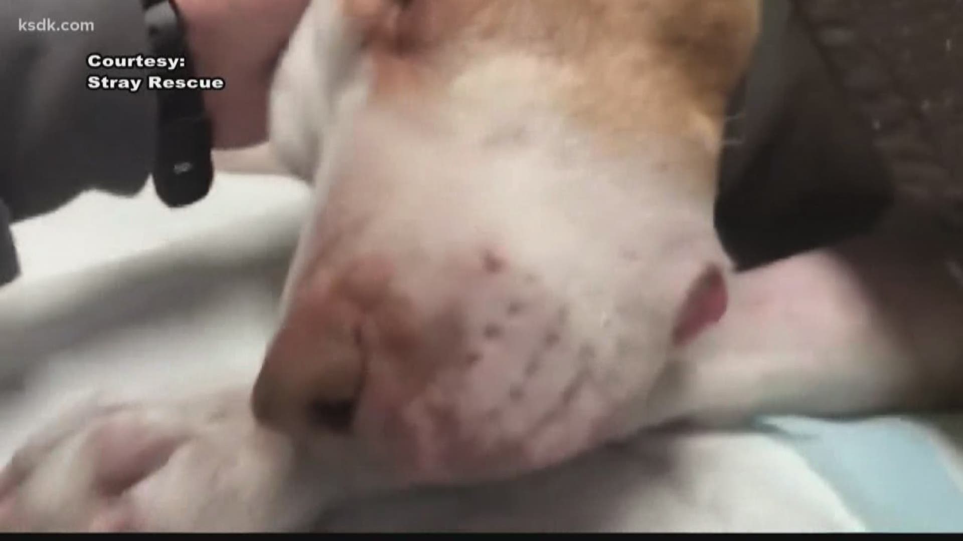 Stray Rescue has issued an apology after the health department received backlash following a dog that was euthanized for biting a veterinarian technician.