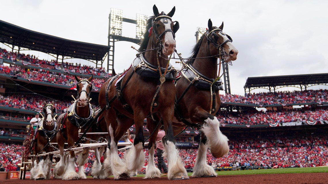 Guide What to know St. Louis Cardinals home opener Thursday