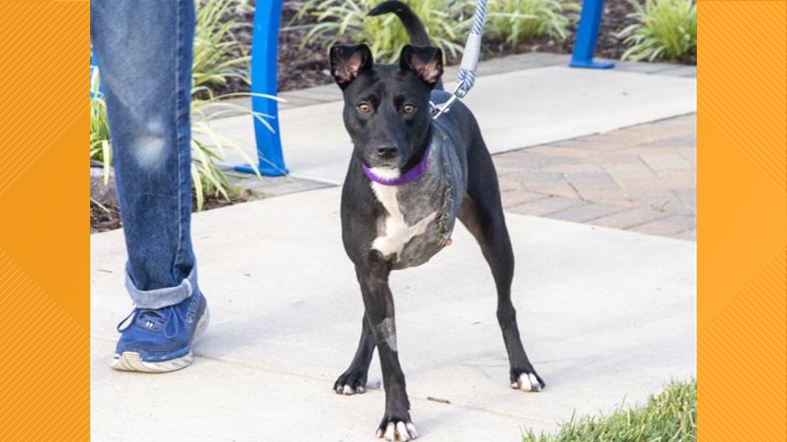 Adult Dogs Available For Adoption At Humane Society Of Missouri | Ksdk.com