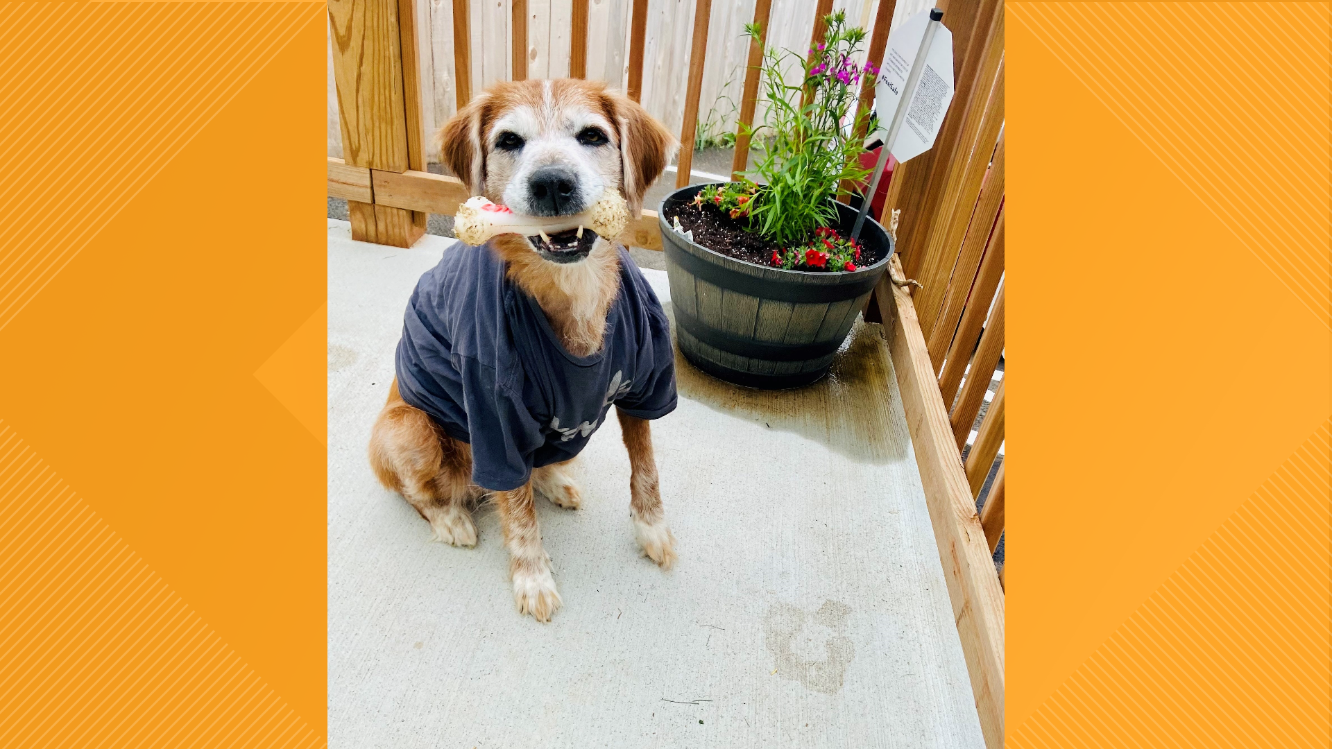 Dog abandoned and battling cancer up for adoption | ksdk.com