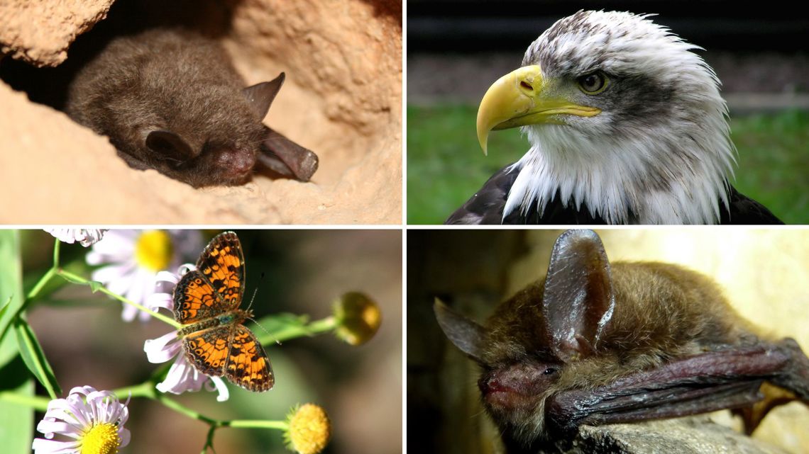 Endangered species threatened by St. Charles data center, Missouri Department of Conservation says