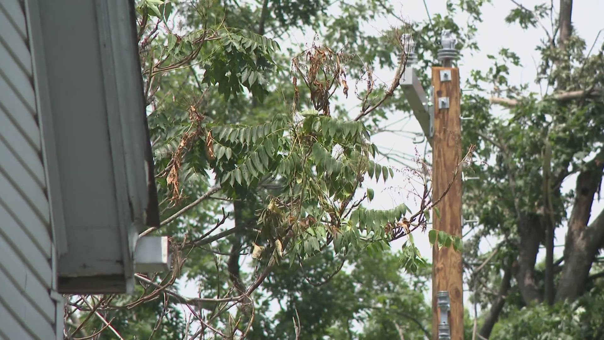 University City crews will begin collecting tree limbs and debris Monday. Residents are asked to move the debris on their property to the curb.