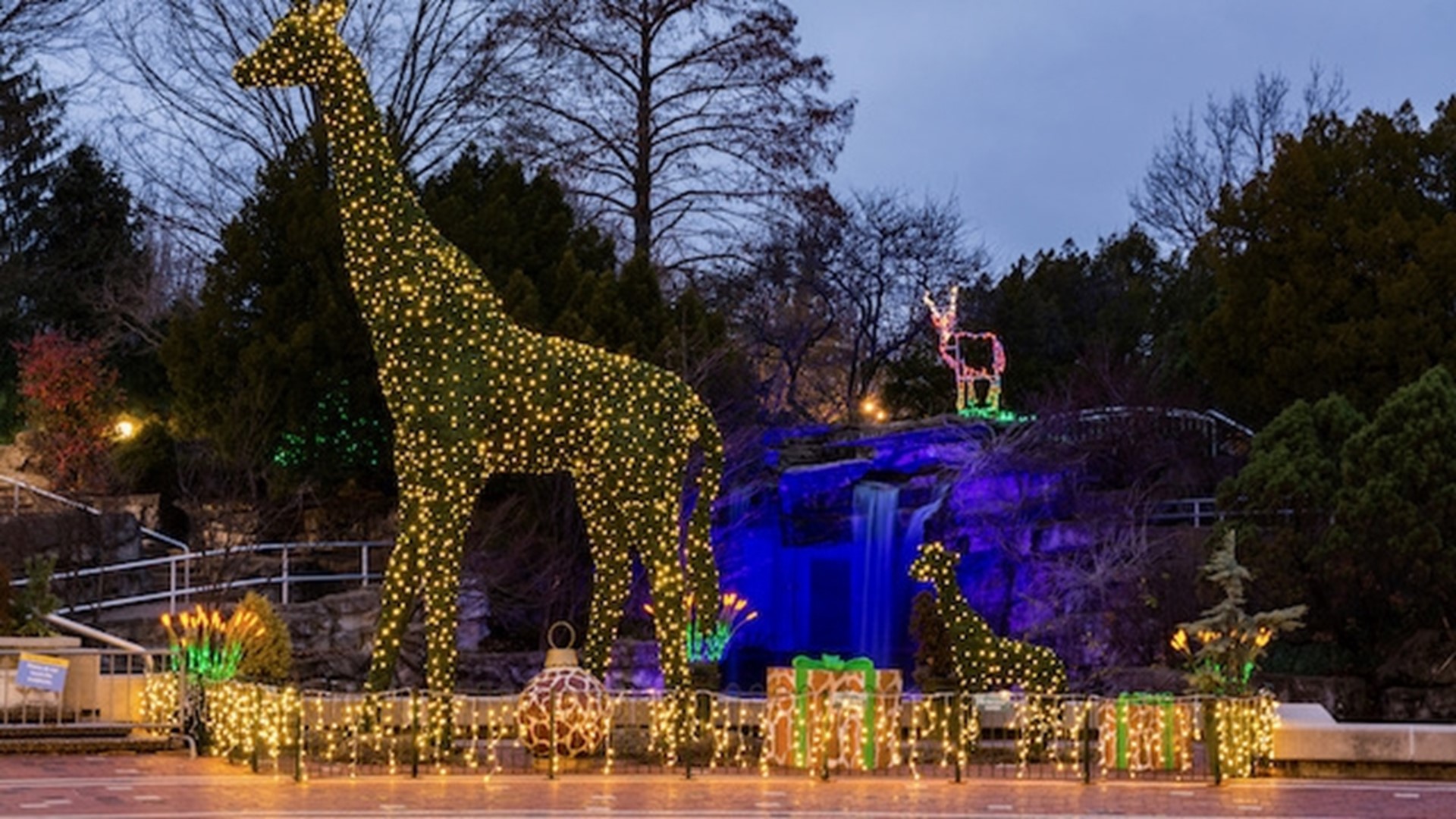 Saint Louis Zoo Wild Lights Sensoryfriendly night to be held