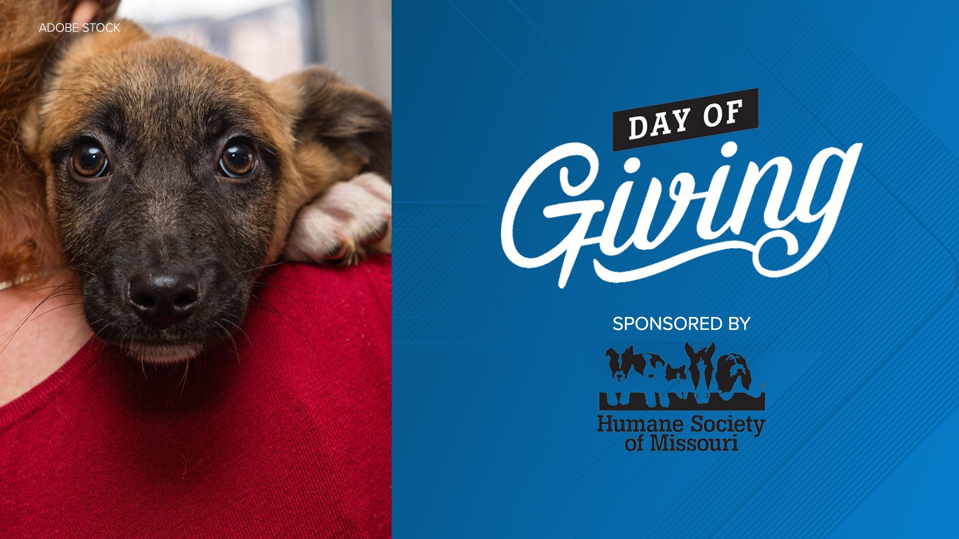 Humane Society of Missouri hosts Day of Giving ksdk com