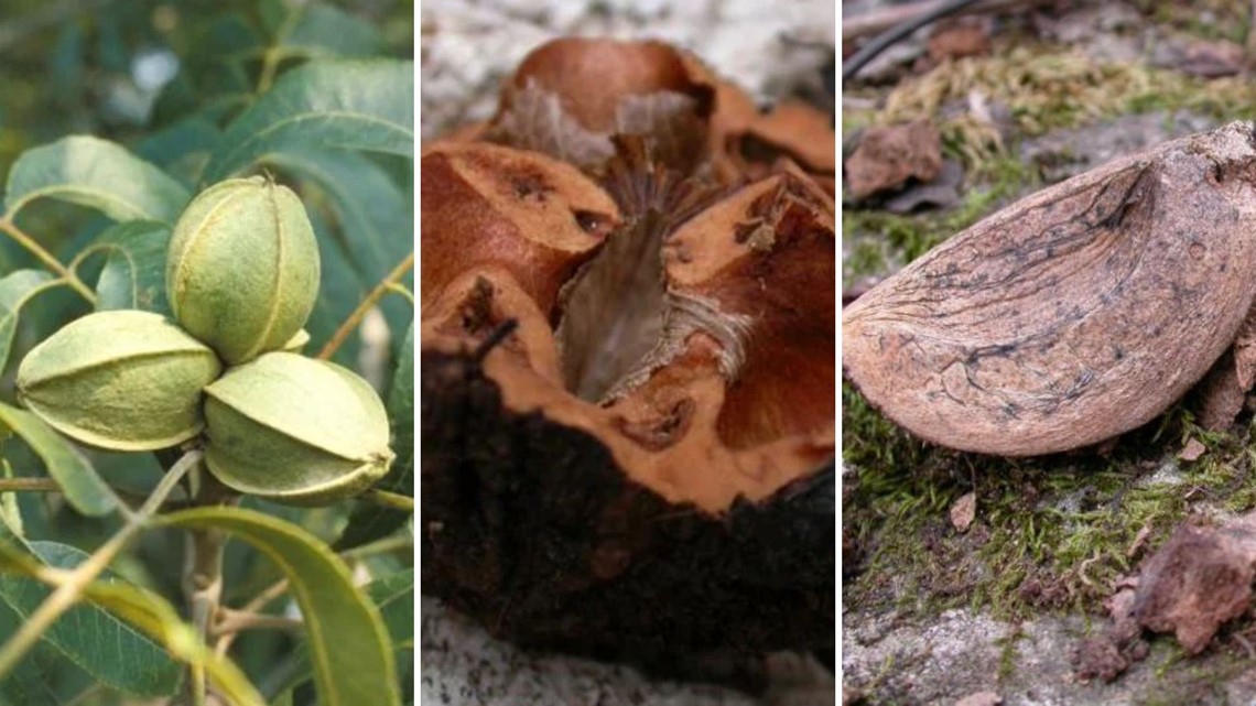 Missouri's top 3 Fall nuts are fruiting now