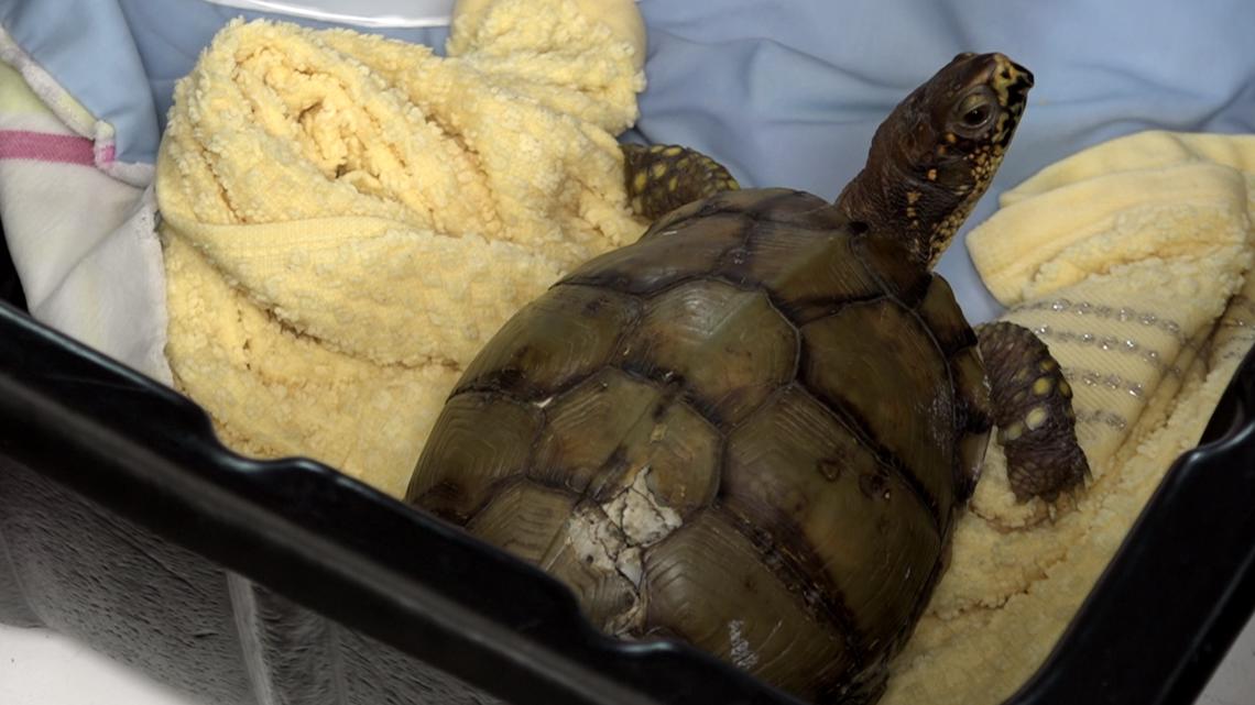 Turtle Overflow: Cold snap creates record backlog at Missouri Wildlife Rescue Center