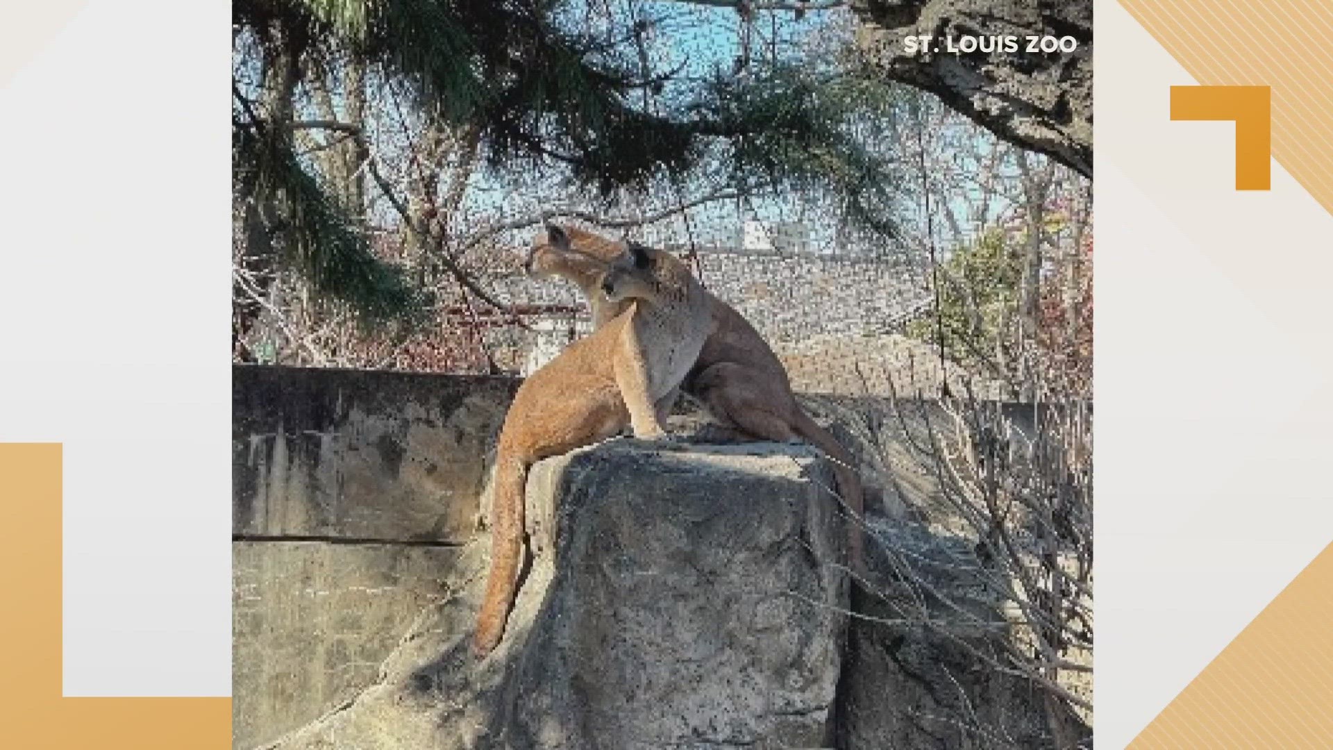 Russet and Yukon were found in the wilds in Idaho after being orphaned and were saved as cubs. The sibling pair are the newest additions to the Saint Louis Zoo.