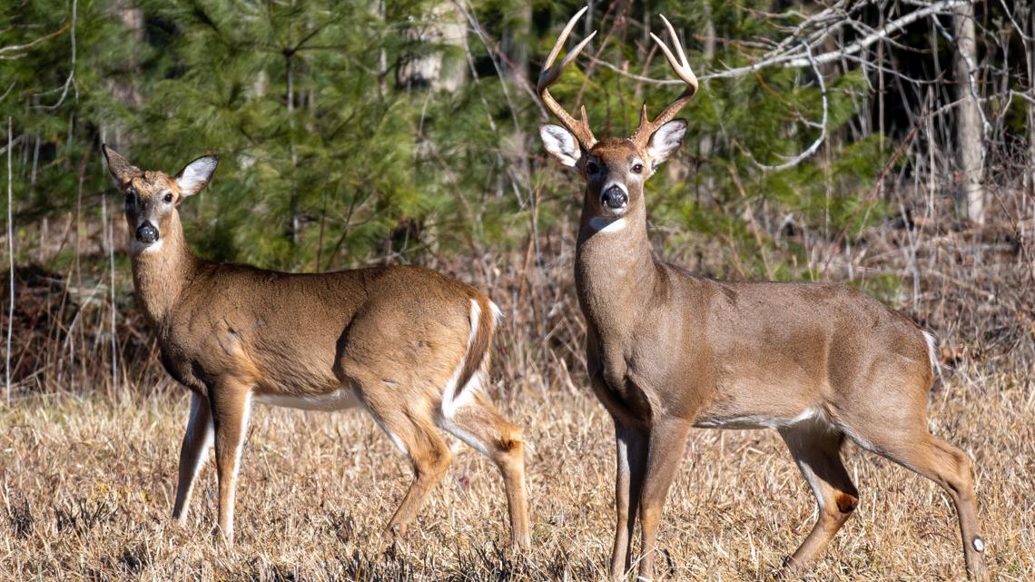 Missouri 'pauses' deadly deer disease removal program