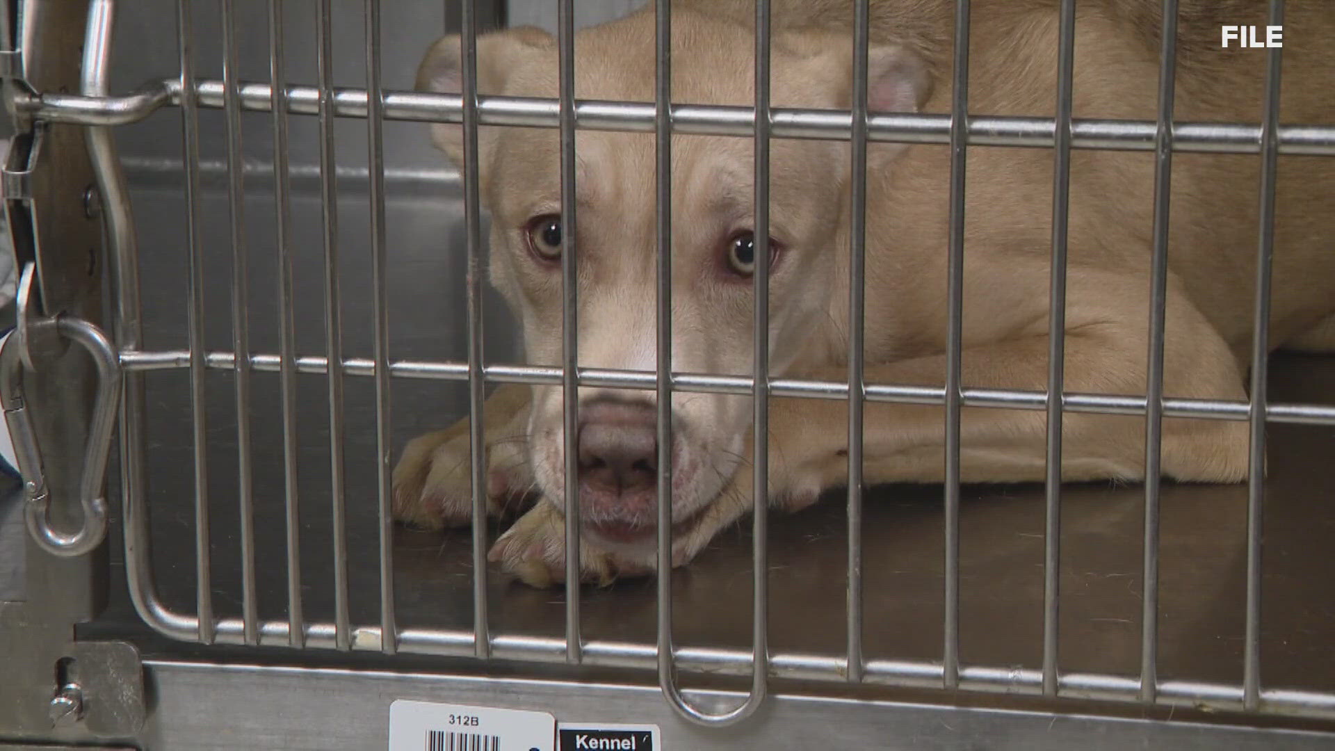 The St. Louis County Council voted to approve a subpoena of 11 people over the ongoing issues at the county's animal shelter. 