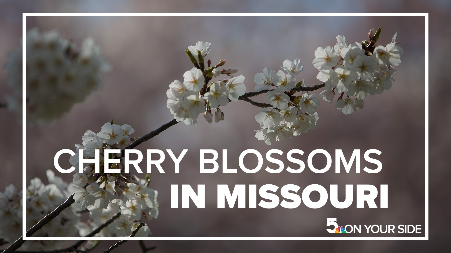 The cherry blossom, also called sakura in Japanese, fills the garden with vivid white and soft pink hues every March and April.