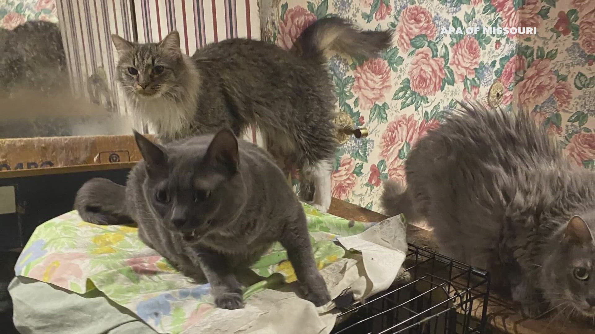 The Animal Protective Association of Missouri said it needs "urgent help." It took in 137 cats that were rescued from a hoarding house in Wildwood.