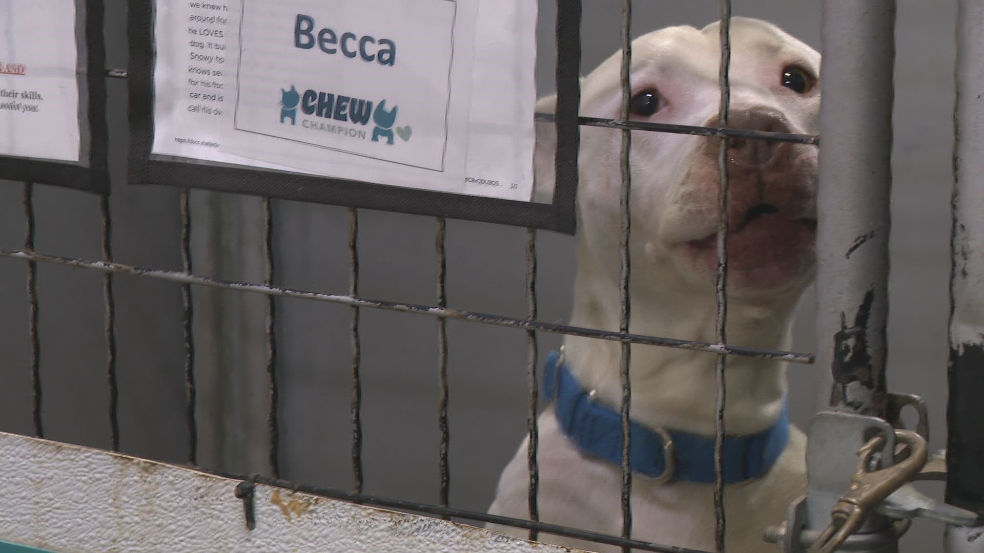 CARE STL animal shelter to close for repairs