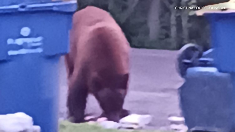 More bear sightings in Jefferson County