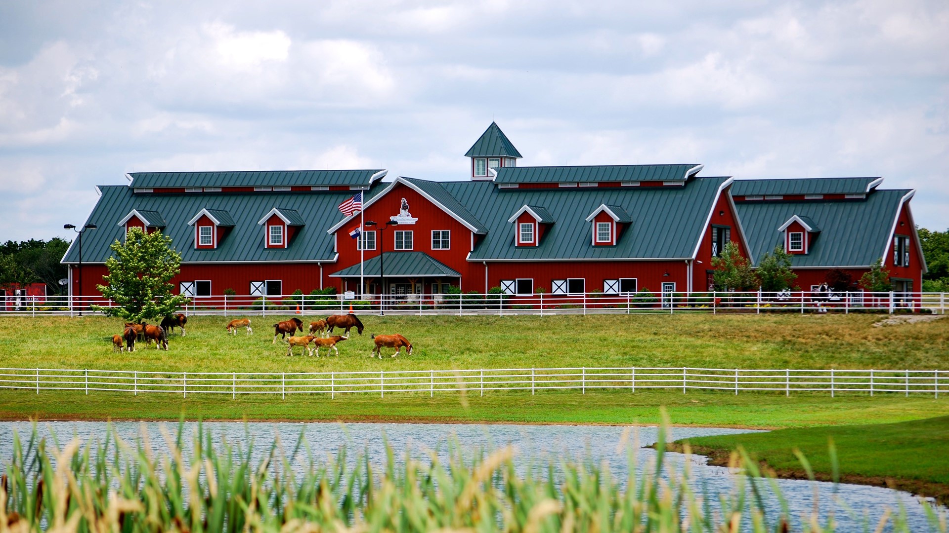 Training facility for Budweiser Clydesdales welcomes first foal of the ...