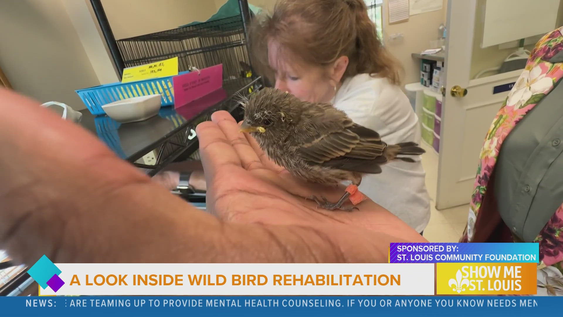 Wild Bird Rehabilitation is the only songbird hospital in Missouri dedicated to rehabilitation and release. Staff and volunteers help keep up operations.