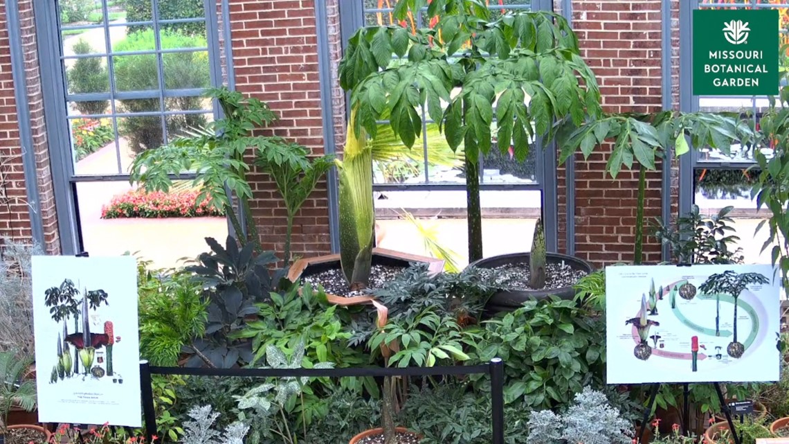 Missouri Botanical Garden & The Muny hosting giveaway - Vimarsana News