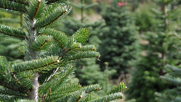 Taking down the Christmas tree? Here's where you can recycle it around St. Louis