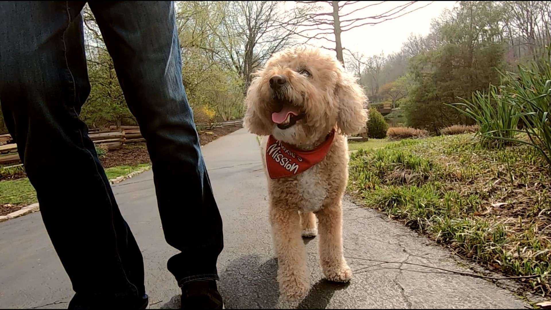 A Goldendoodle from Ballwin is one of five service and guide dog finalists in the running for the 2023 American Humane Hero Dog Awards. Voting is open until Aug. 24.