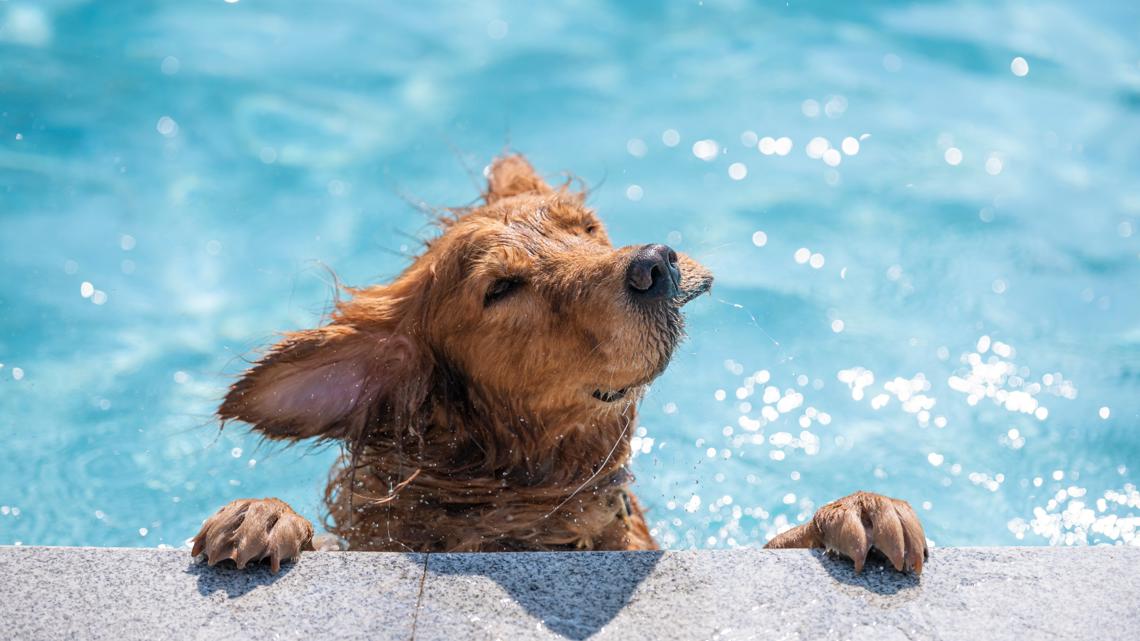 Dog swimming events at St. Louis-area pools