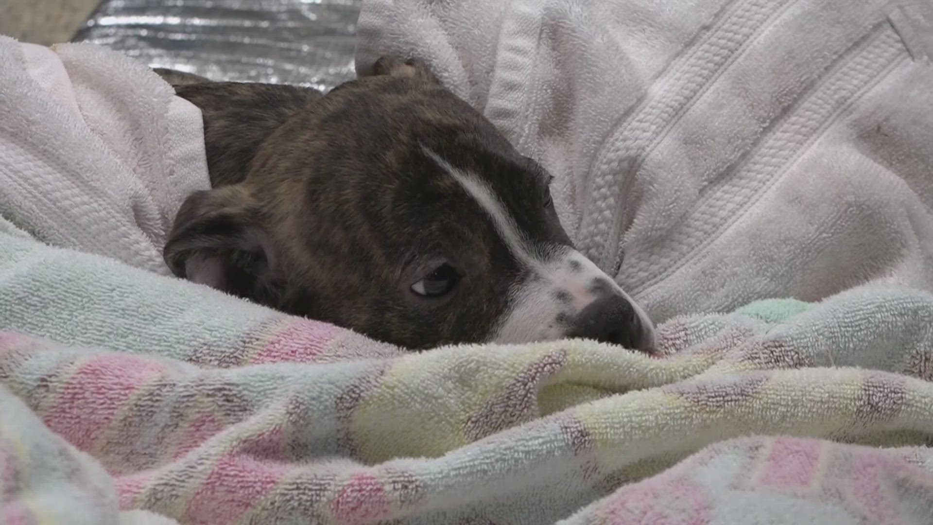 Extreme cold will hit the St. Louis area over the weekend. Stray Rescue of St. Louis is working to save pets from it and keep them warm.