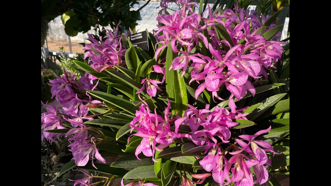 Orchid Show returns to Missouri Botanical Garden