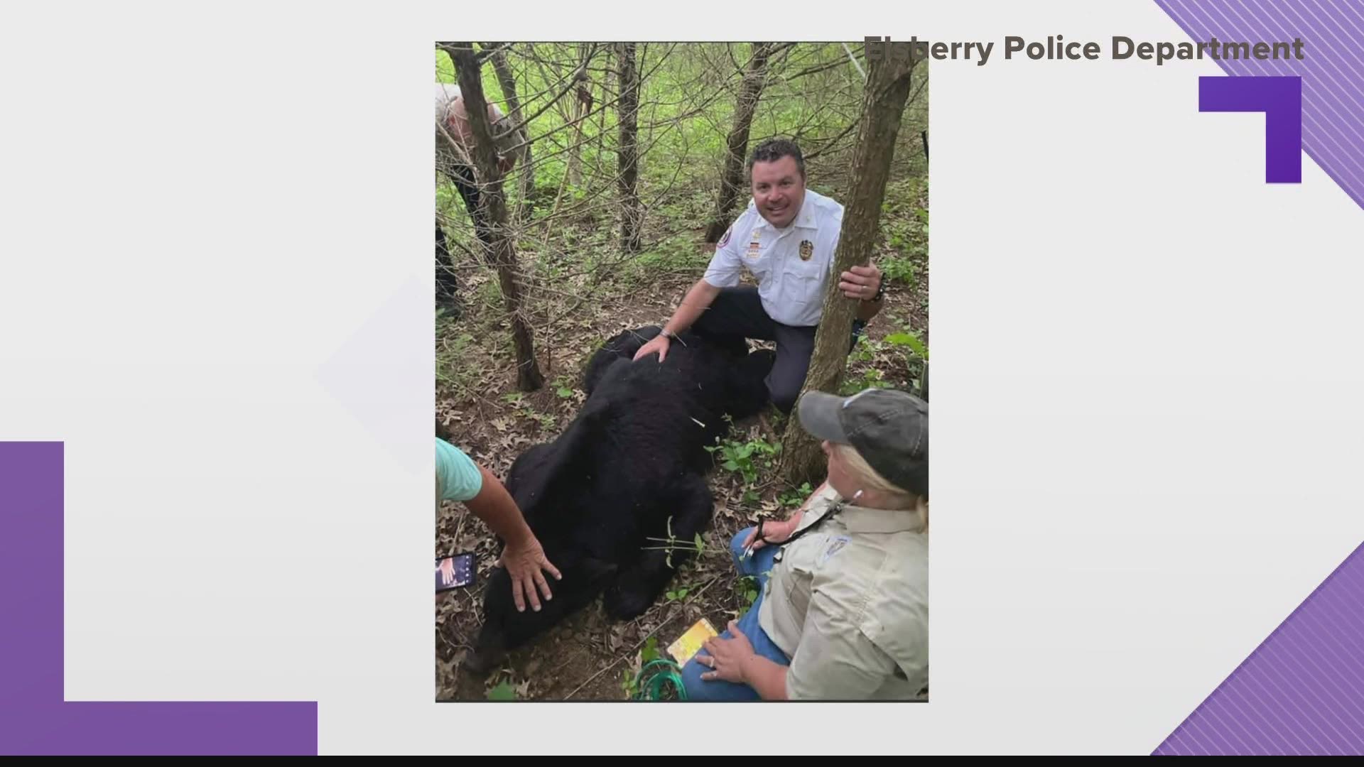 The bear, who has gained popularity online, was safely moved to a more animal-friendly area