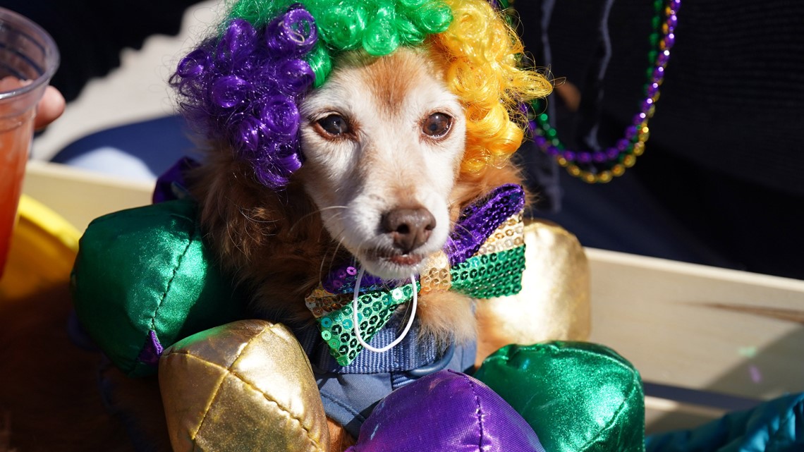 Soulard Mardi Gras events give preview of parade weekend | ksdk.com