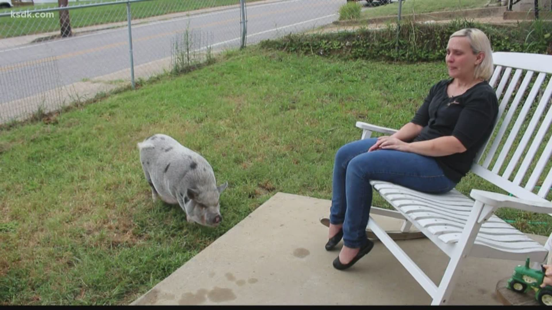 Man fights town to keep potbellied pig as his emotional support animal