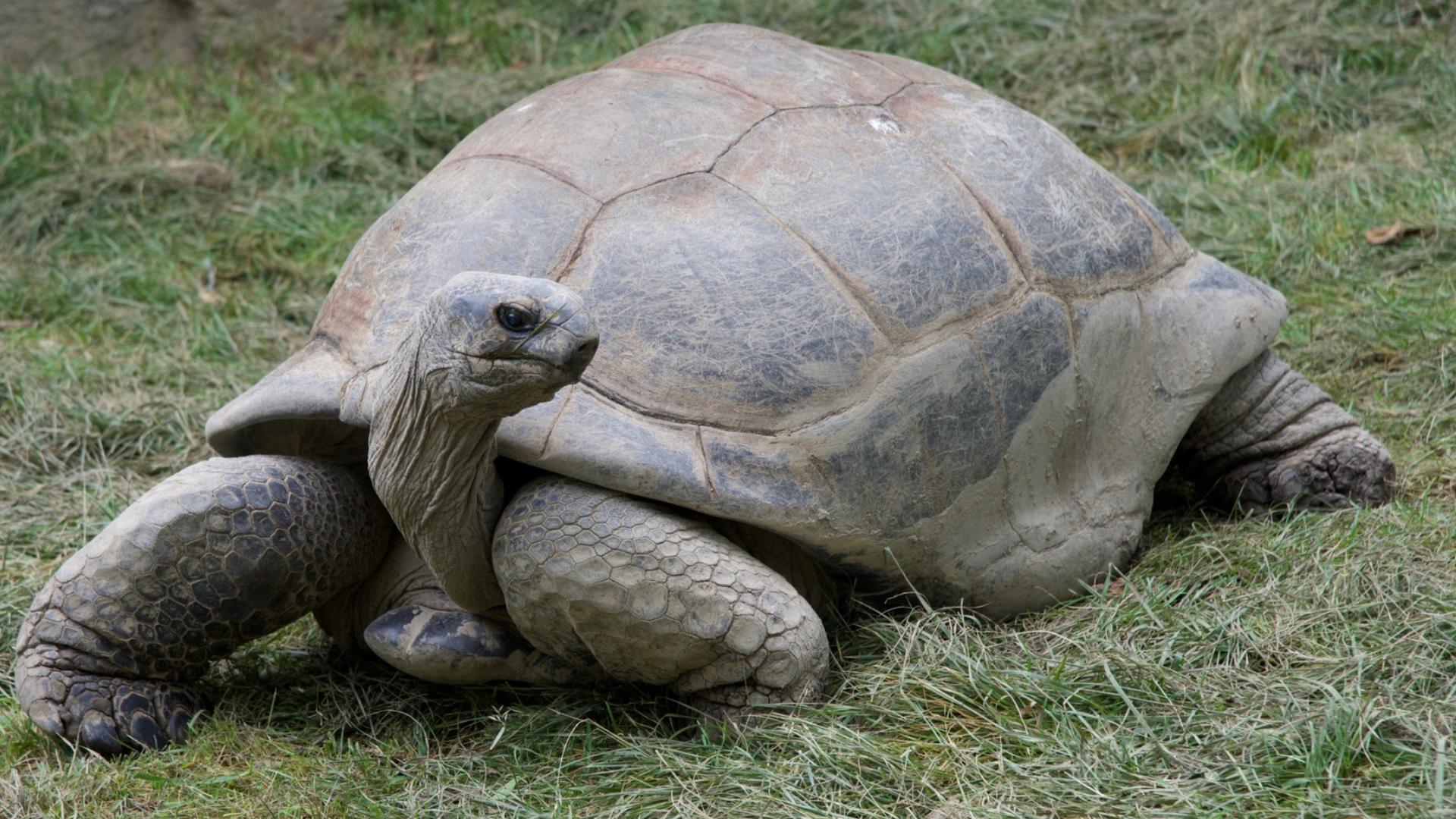 The animal was a long-time ambassador for his species, bringing conservation awareness to millions, zoo staff said.