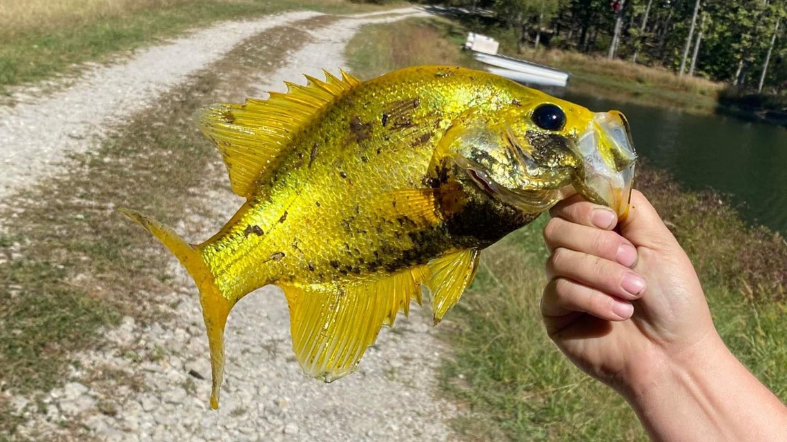 Gold crappie caught in pond near Springfield, Missouri
