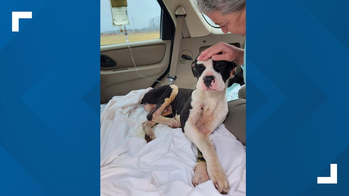 Stray Rescue of St. Louis treats 4 dogs shot in 72 hours