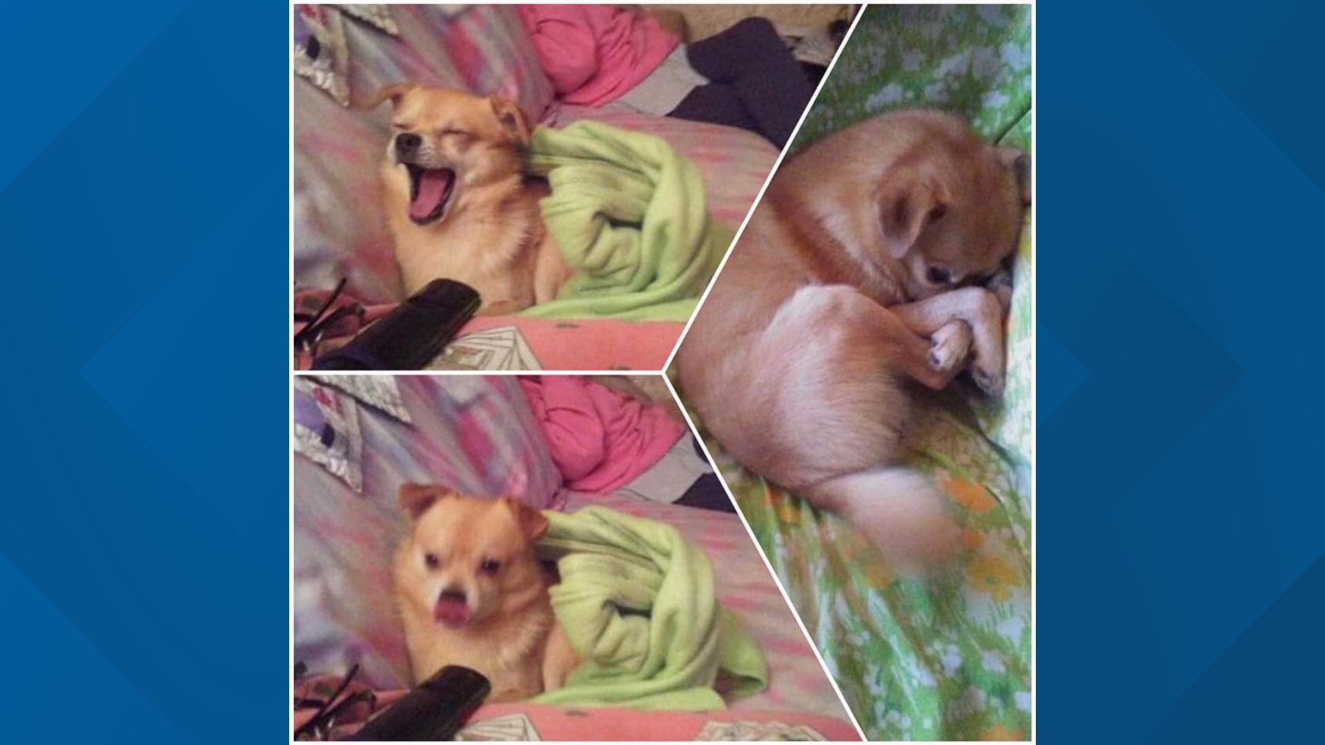 Police looking for special-needs dog that was inside truck stolen in ...
