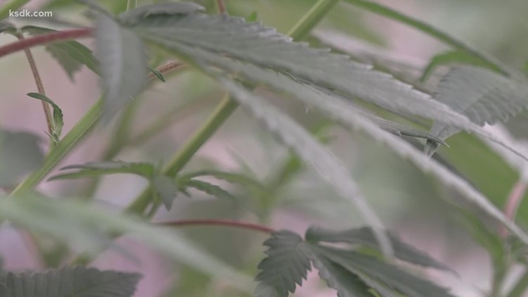 Neighbors concerned about proposed medical marijuana grow facility in Olivette