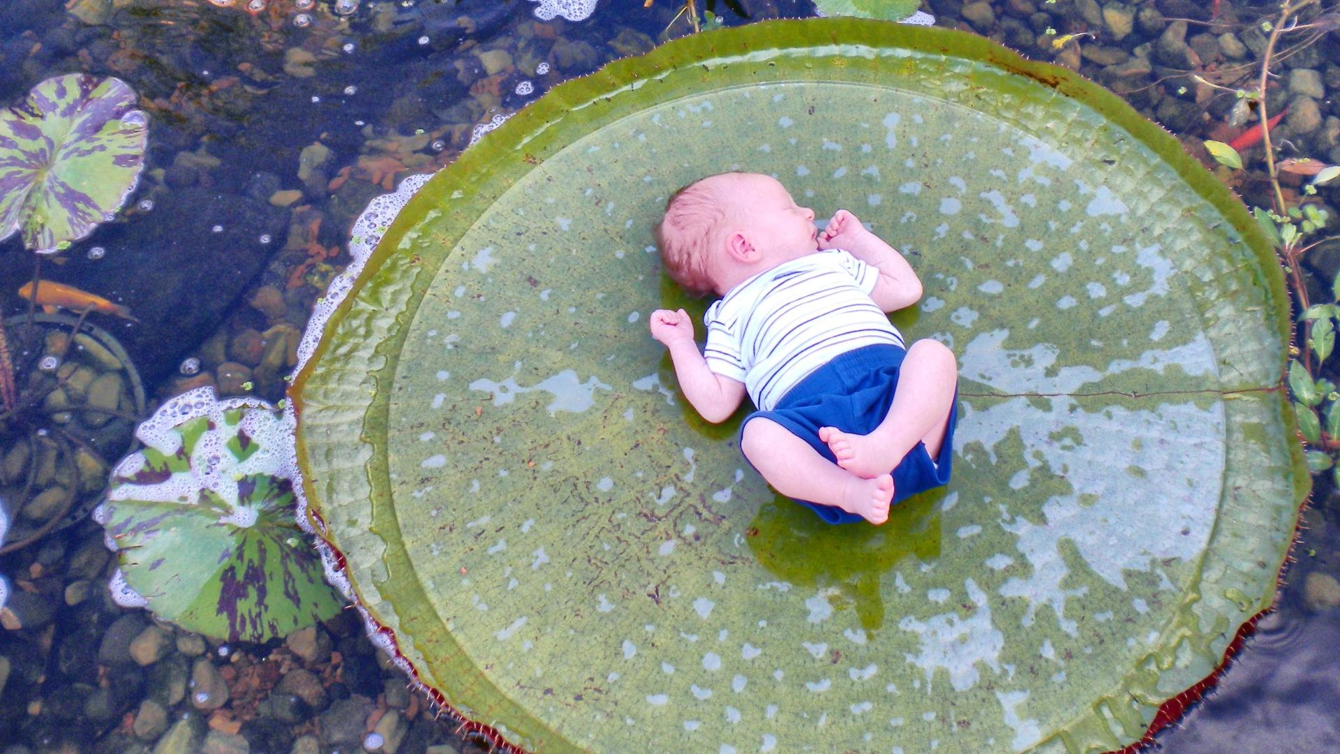 Chalily Ponds & Gardens opens new Wildwood location Sept. 12-13, offering photos on giant lily pad