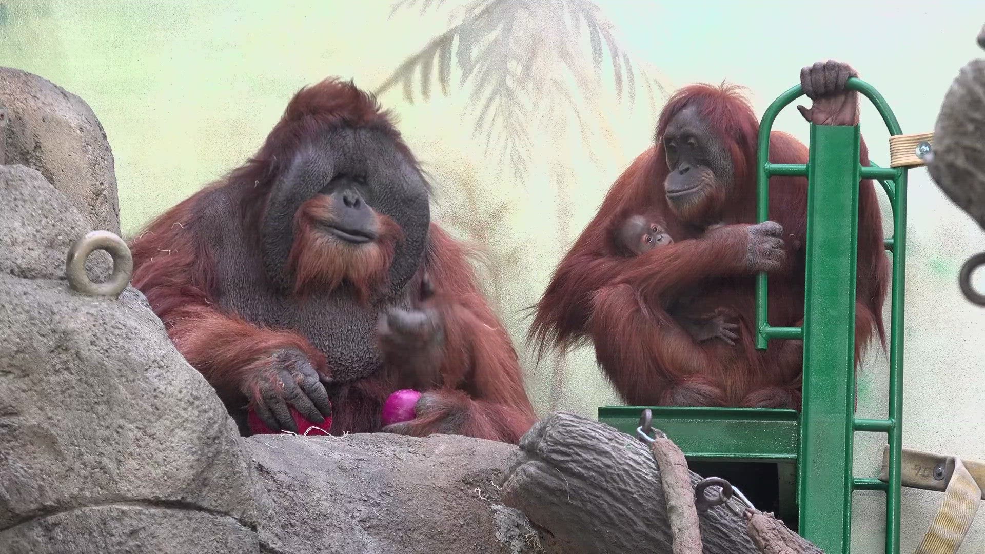 It is an event that hasn't happened in nearly a decade. The birth of a baby Orangutan at the Saint Louis Zoo.