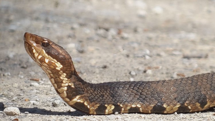 Southern Illinois road set to close due to snake migration