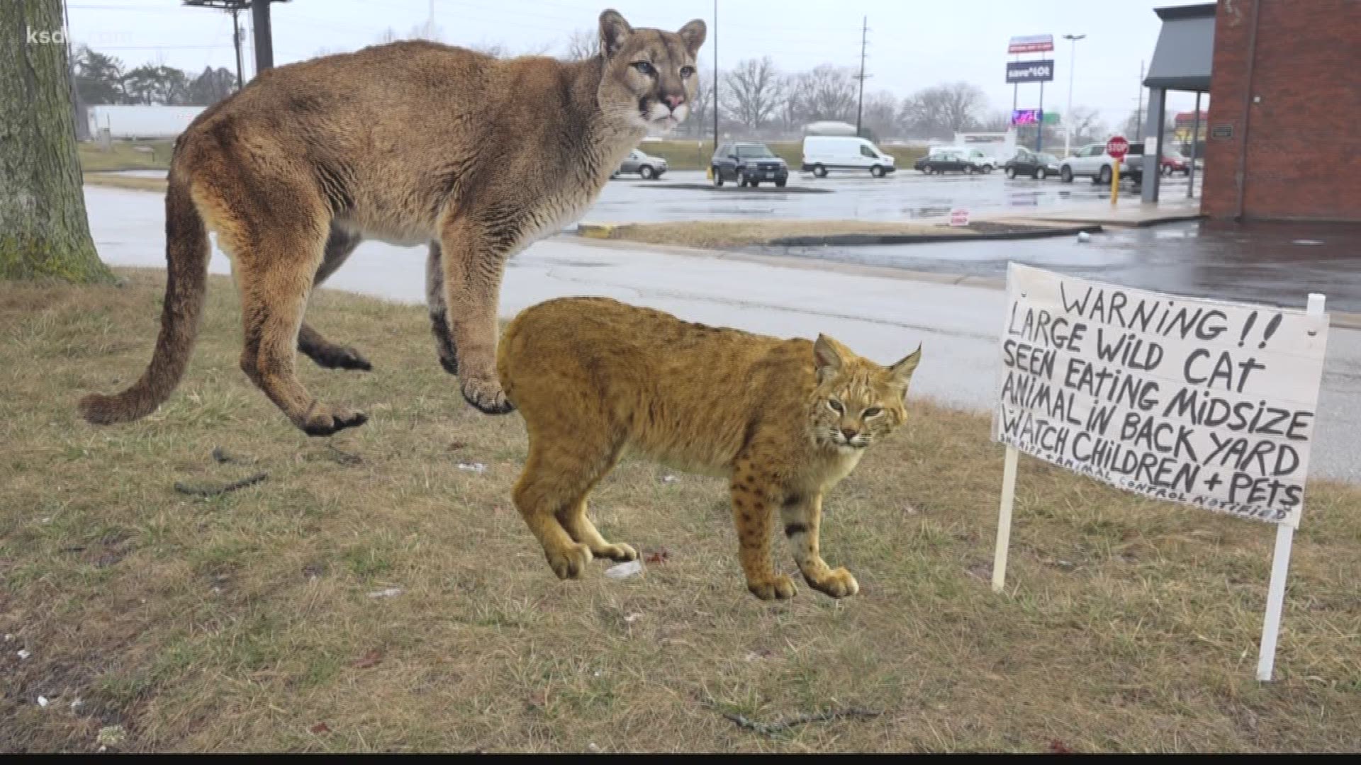 giant wild cats