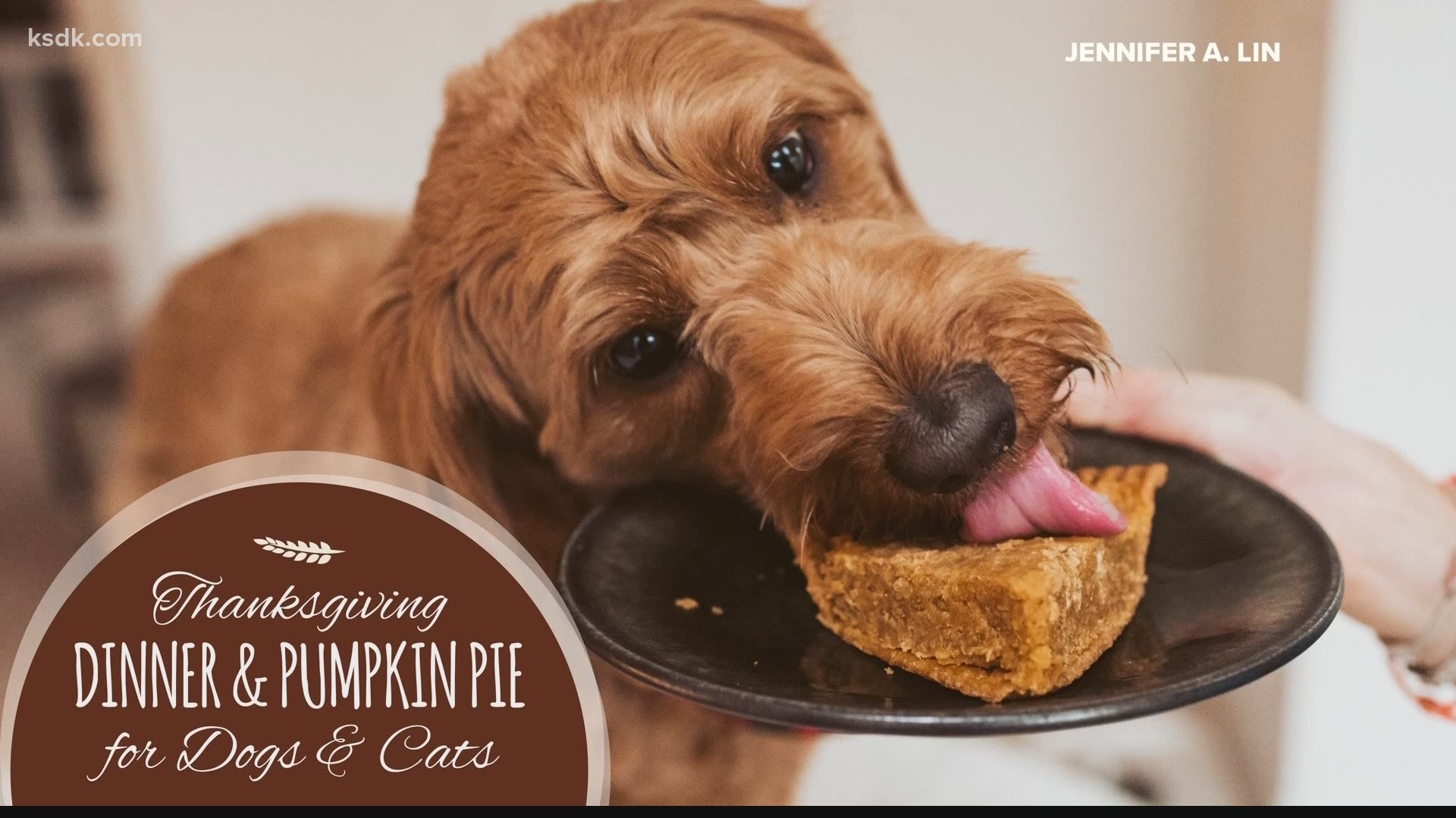Keep your pet healthy but part of the tradition this Thanksgiving with pet-safe pumpkin pie.