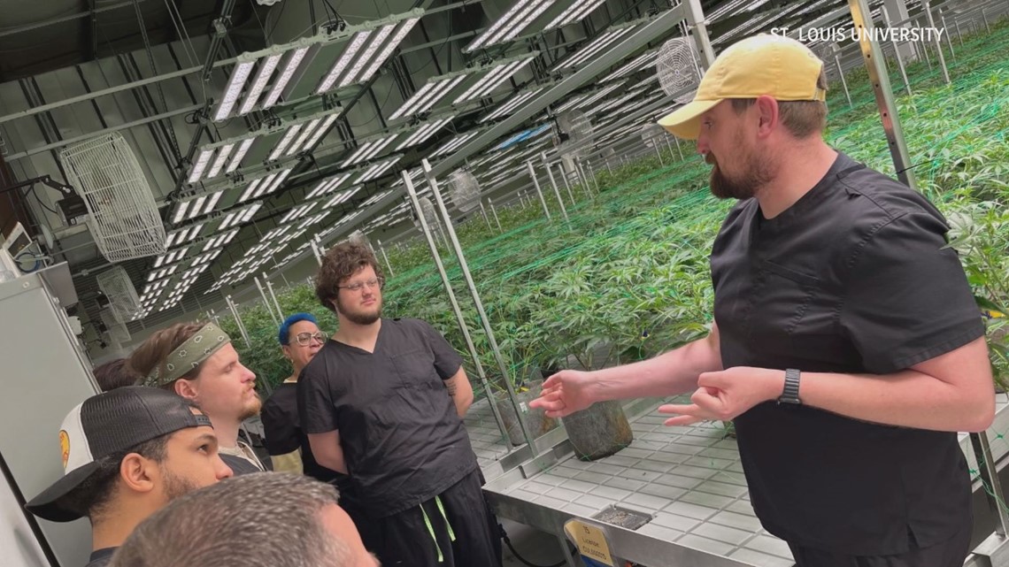 SLU is one of few universities offering cannabis courses - Vimarsana News