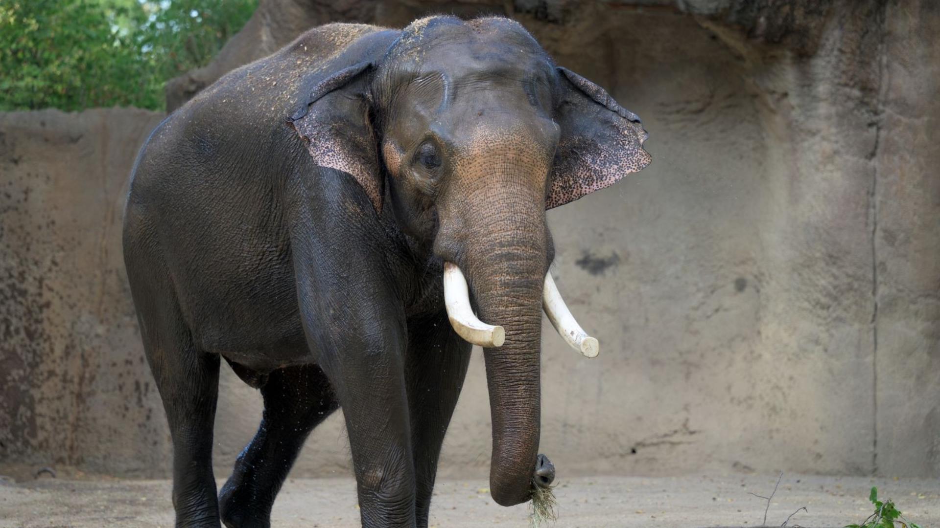 Elephant Live Map Goodbye, Raja | Beloved elephant leaving Saint Louis Zoo this fall ...