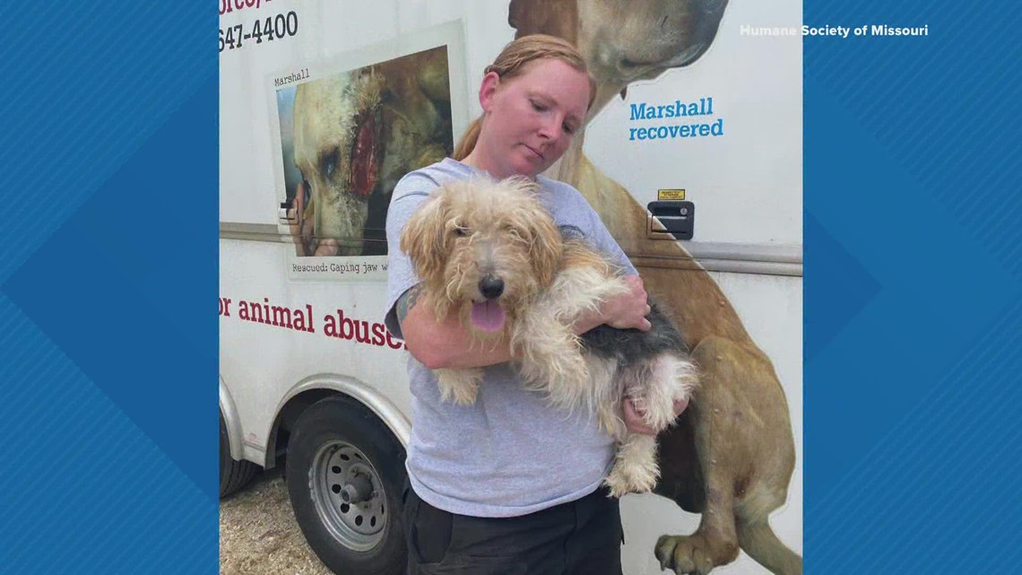 Missouri Humane Society saves dogs from one of worst breeders in