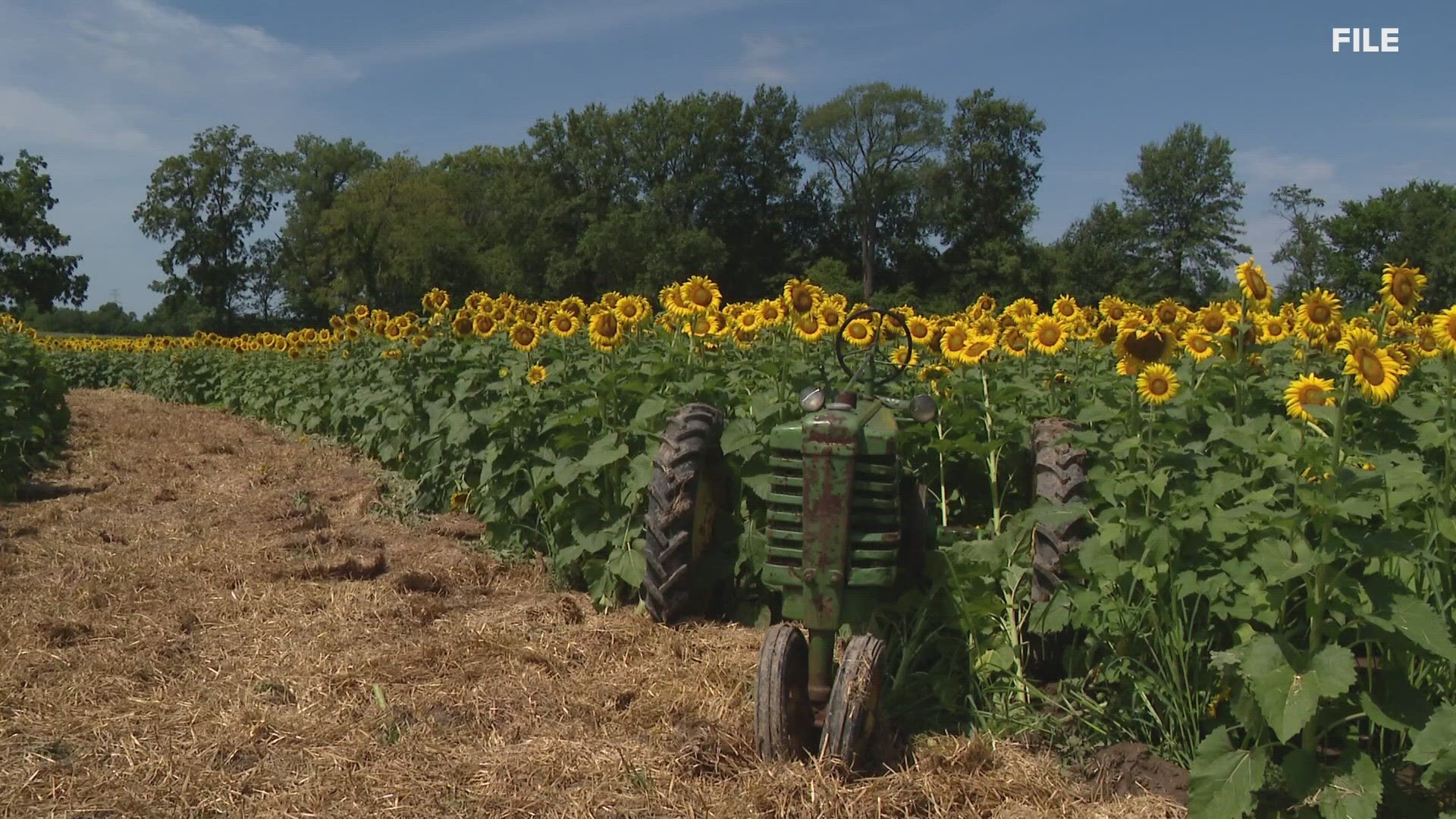 The sunflowers don't stick around for long. Eckert's expects the experience to last through July 30.