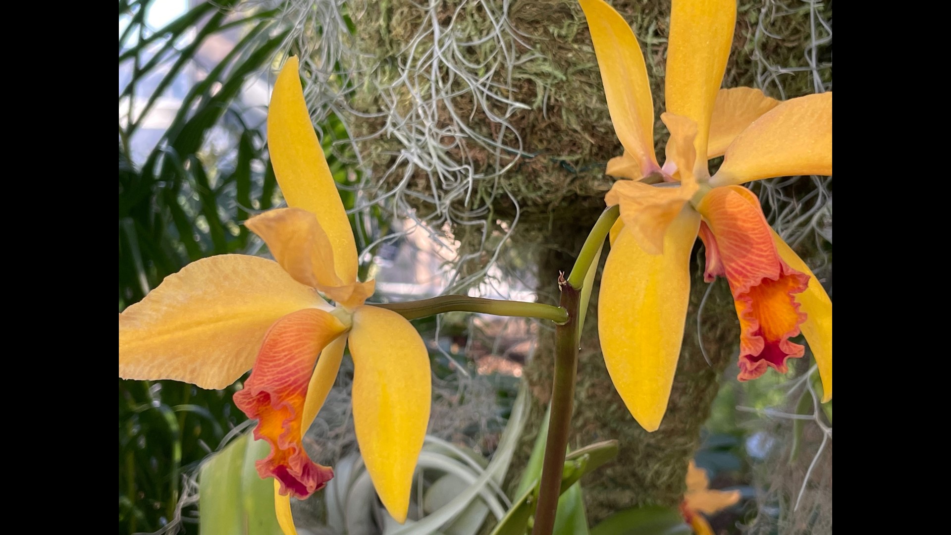 Orchid Show returns to Missouri Botanical Garden